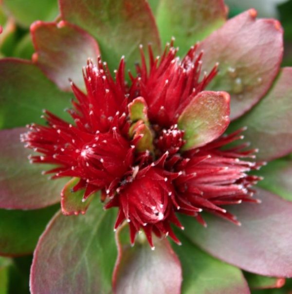 Leucospermum-Calypso-Red
