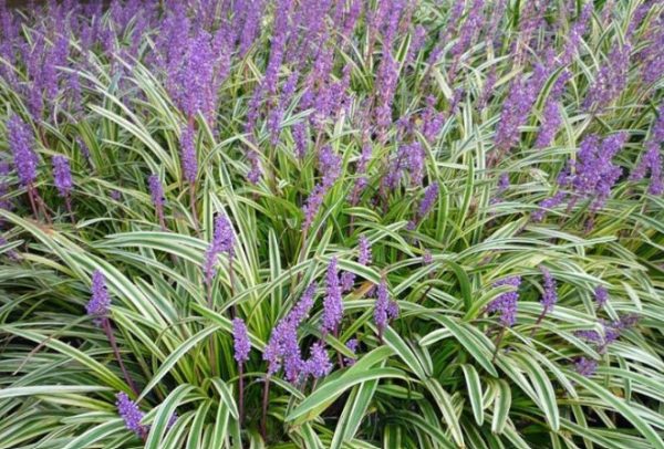 Liriope Variegated