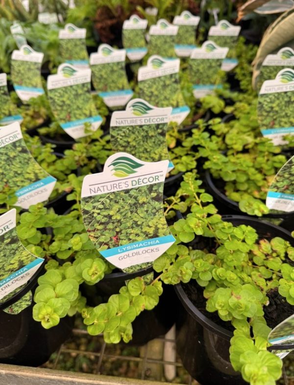 Creeping Jenny