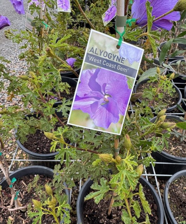 Native Hibiscus