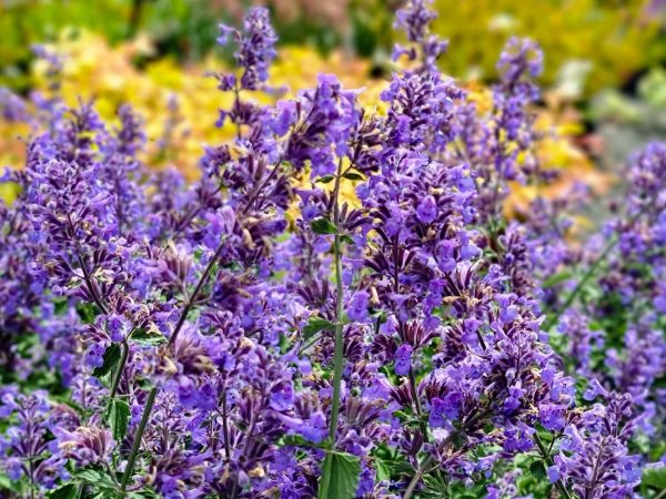 Catmint Nepeta-faassenii-walkers-blue