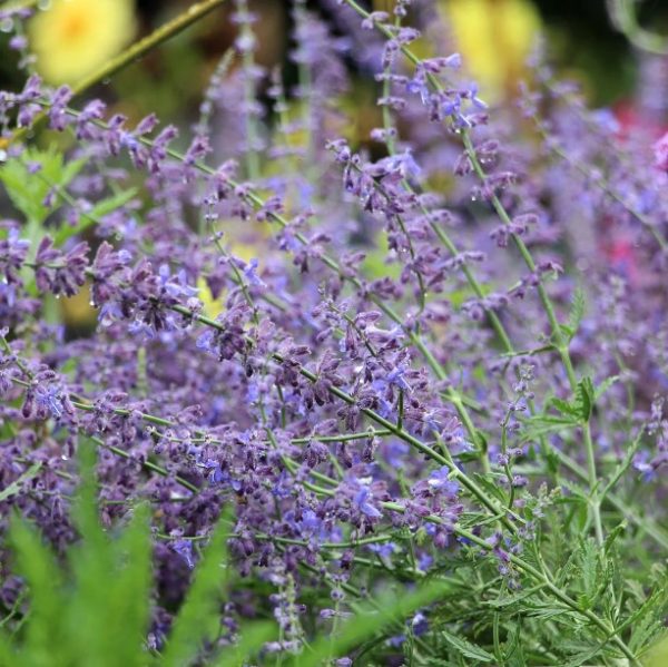 Russian Sage