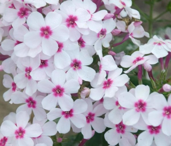 Phlox Pink and White