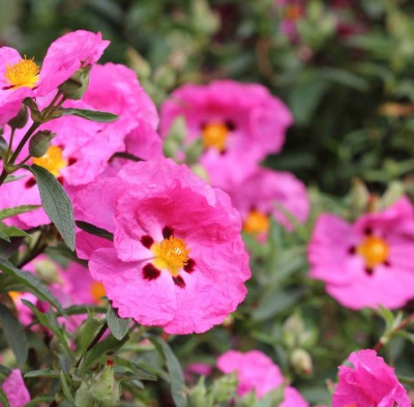 Purple Rockrose