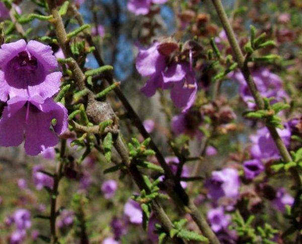 Prostanthera