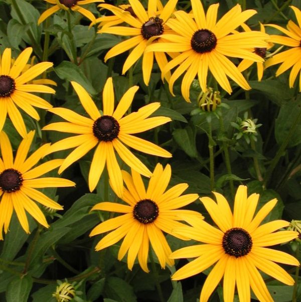 Black Eyed Susan - Rudbeckia fulgida American Gold Rush