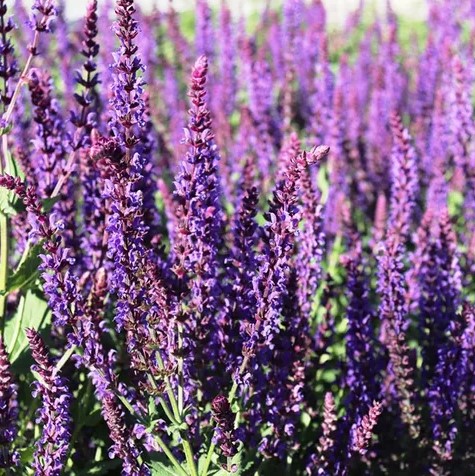 Salvia nemorosa Ostfriesland