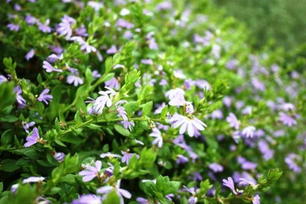 Scaevola Purple Fusion