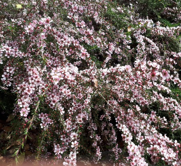 Tea Tree Pink Cascade