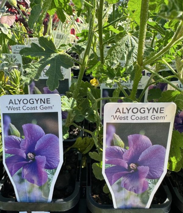 Tubestock Alygoyne West Coast Gem