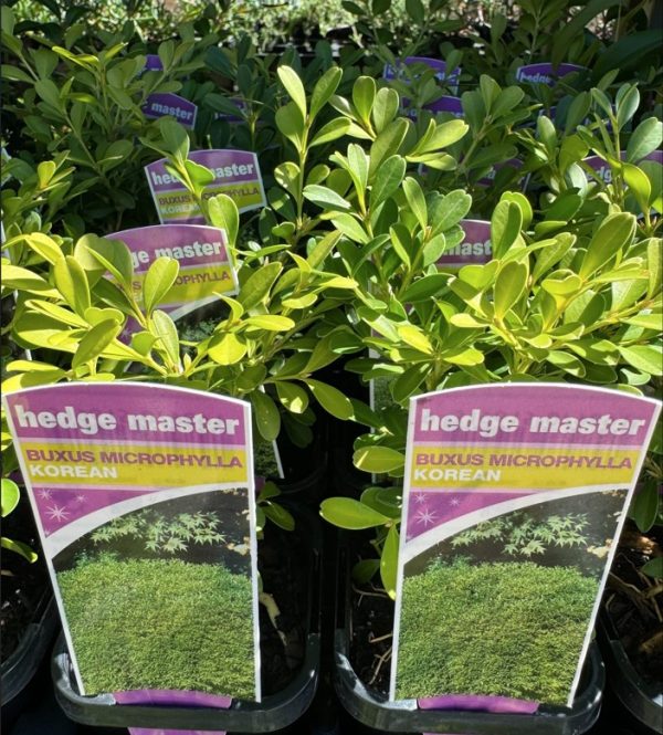 Tubestock Buxus microphylla Korean