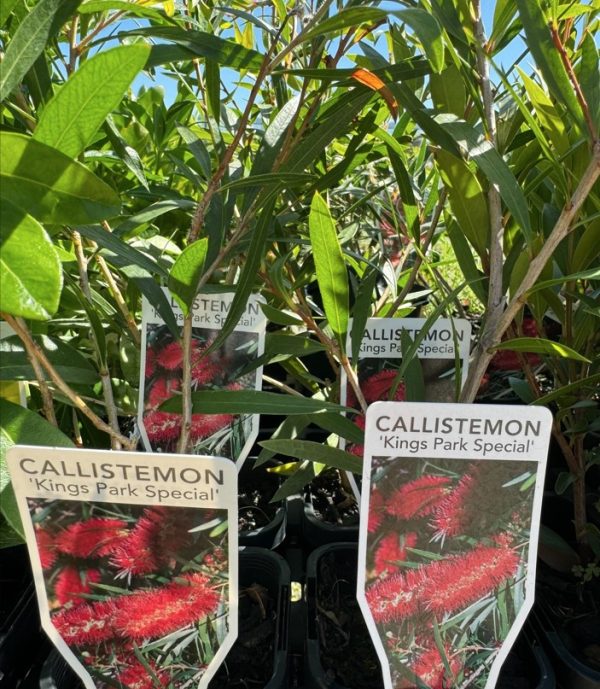 Tubestock-Callistemon-Kings-Park-Special