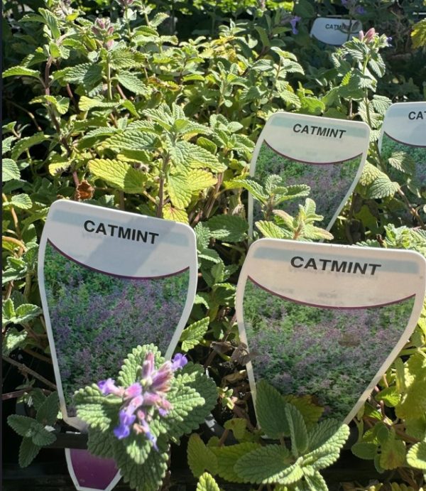 Tubestock Catmint