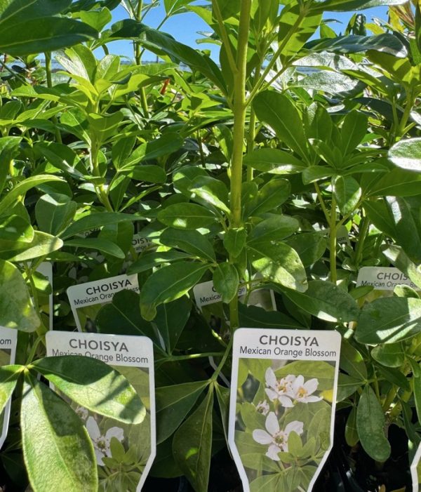 Tubestock Choisya ternata Mexican Orange Blossom