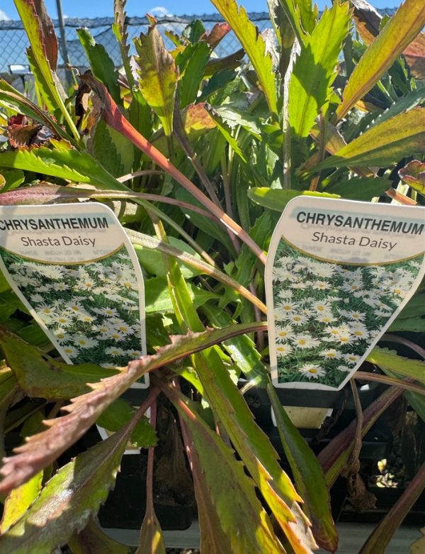 Tubestock Chrysanthemum Shasta Daisy