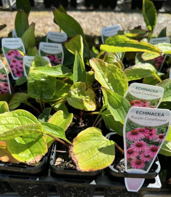 Tubestock Echinacea Purple Coneflower