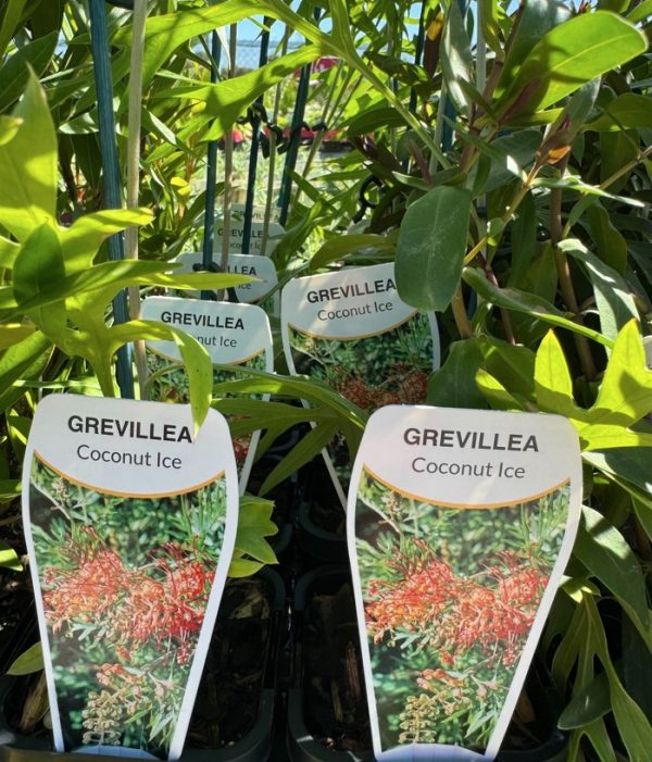 Tubestock Grevillea Coconut Ice