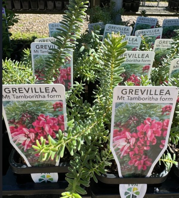 Tubestock Grevillea Mt Tamboritha