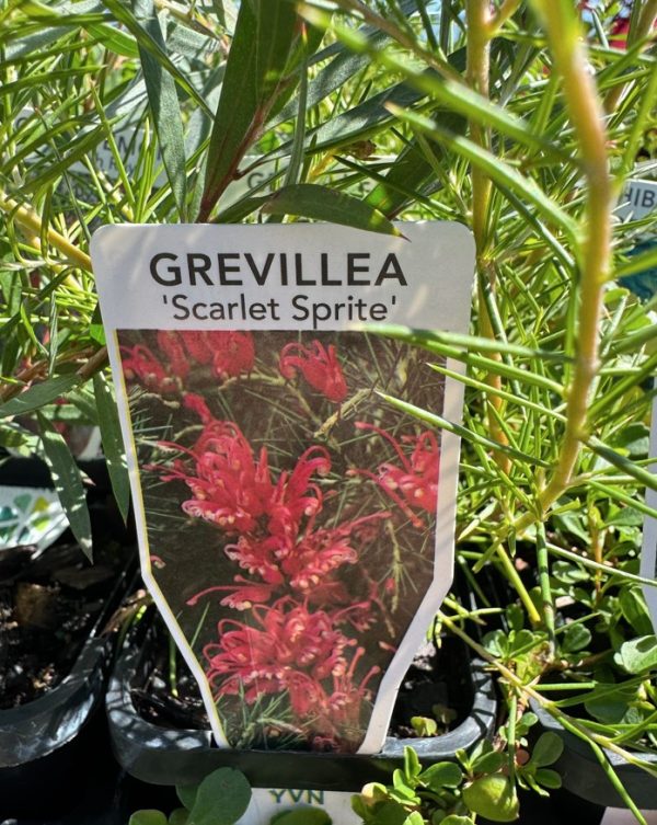 Tubestock Grevillea Scarlet Sprite