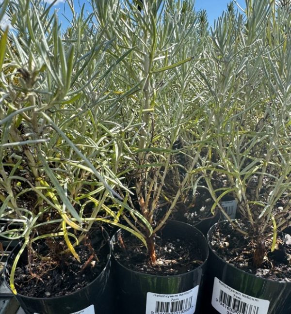 Tubestock Helichrysum italicum