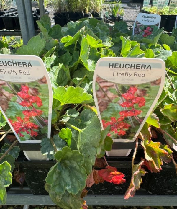 Heuchera Firefly Red