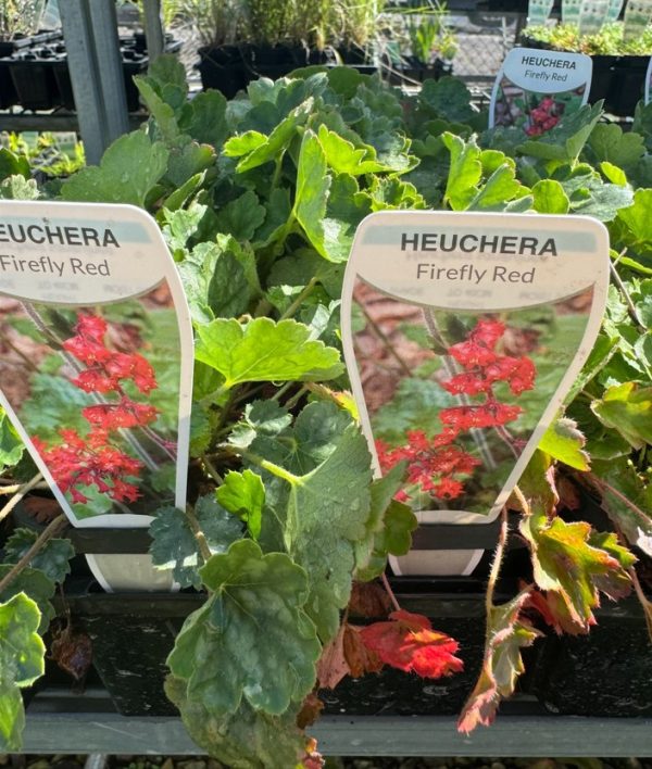 Tubestock Heuchera Firefly Red