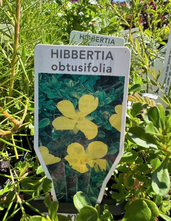 Tubestock Hibbertia obtusifolia