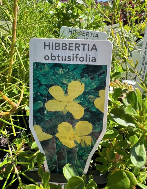 Tubestock Hibbertia obtusifolia