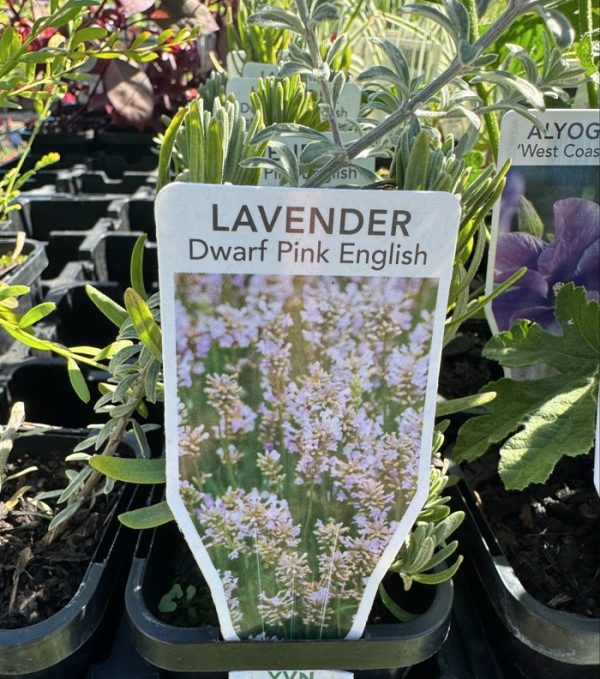 Tubestock Lavender Dwarf Pink English