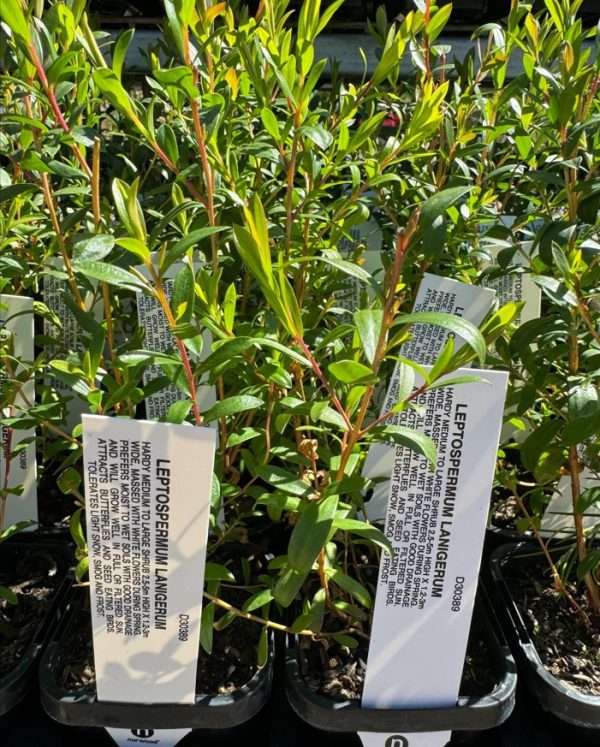 Tubestock Leptospermum Lanigerum