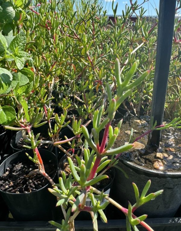 Tubestock Mesembryanthemum hybrida Magenta