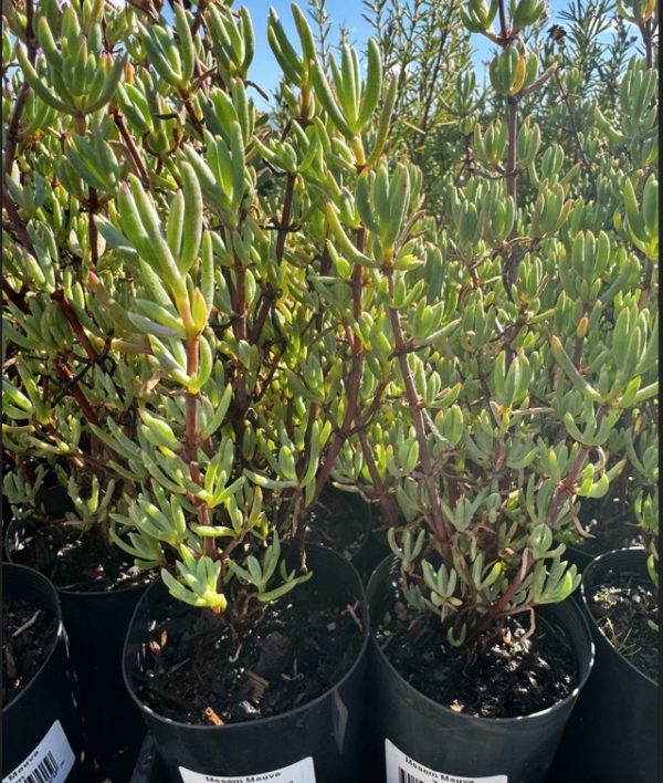 Tubestock - Mesembryanthemum hybrida Mauve