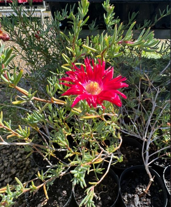 Tubestock Mesembryanthemum hybrida Red