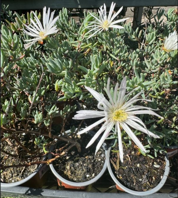 Tubestock Mesembryanthemum hybrida White