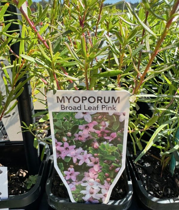 Tubestock Myoporum Broad Leaf Pink