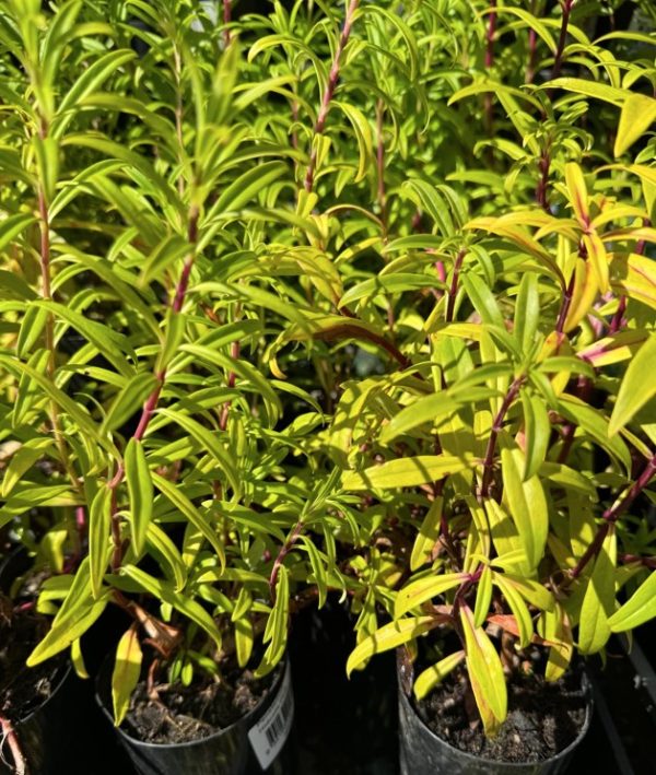 Tubestock Penstemon hybrida Hidcote Pink