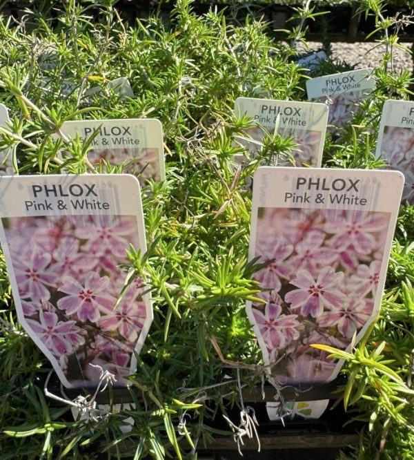 Tubestock Phlox Pink and White