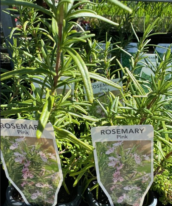 Tubestock Rosemary Pink