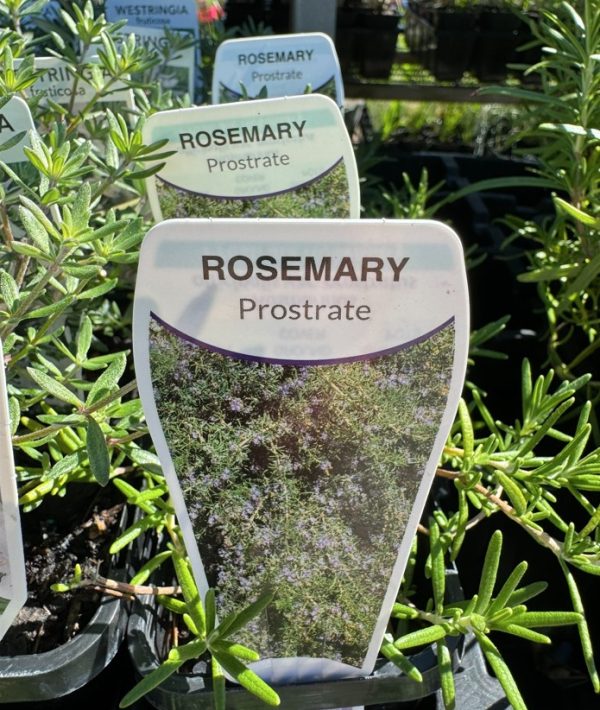 Tubestock Rosemary Prostrate 7cm