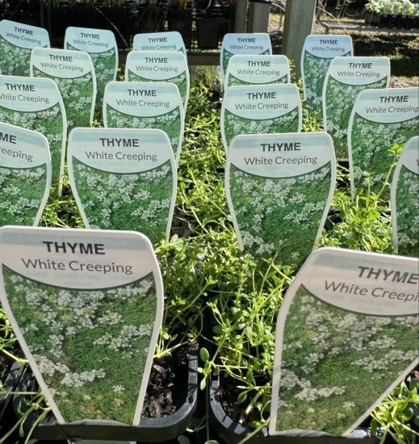 Tubestock Thyme White Creeping