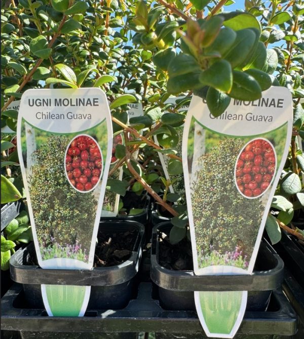 Chilean Guava