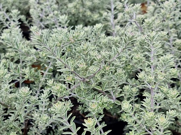 Coastal Rosemary Smokey