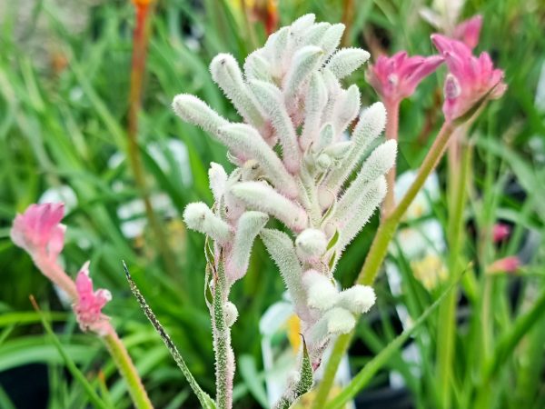 Kangaroo Paw Bush Diamond