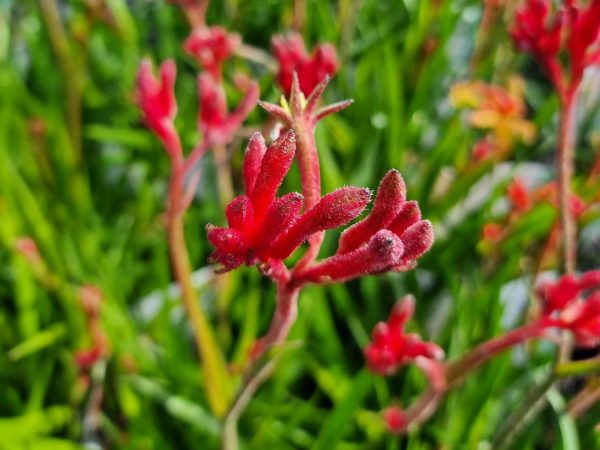 Kangaroo Paw Bush Inferno