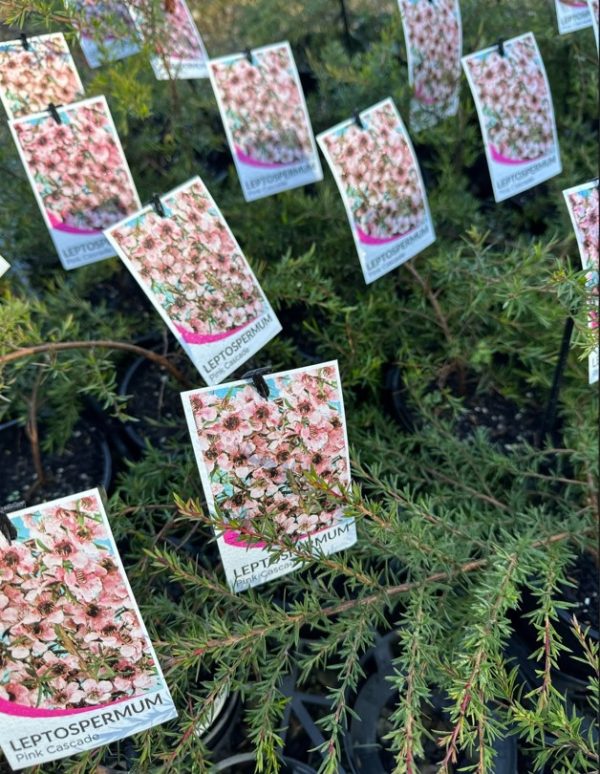 Tea Tree Pink Cascade Leptospermum