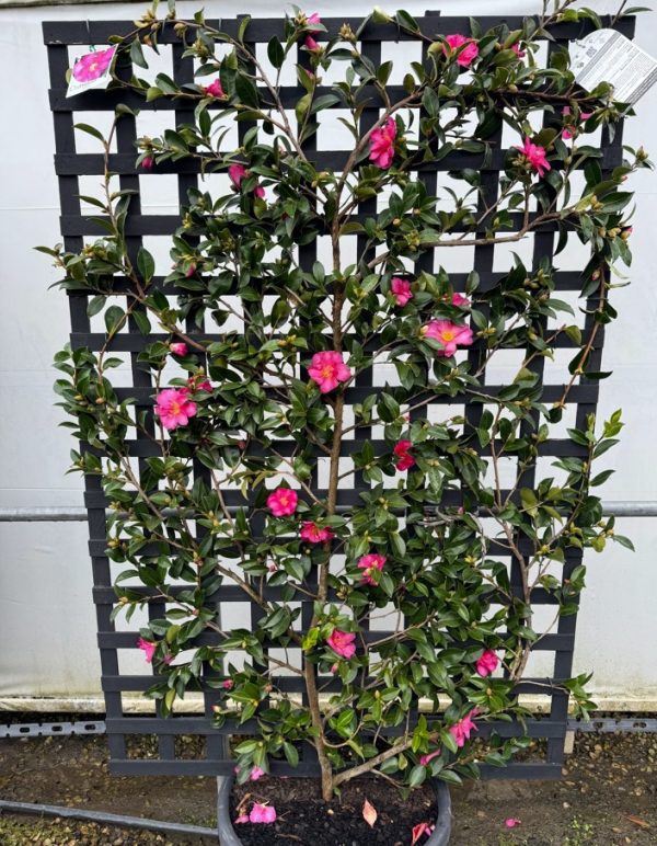 Camellia Hiryu Espalier