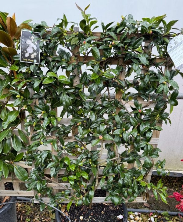 Camellia Early Pearly Espalier