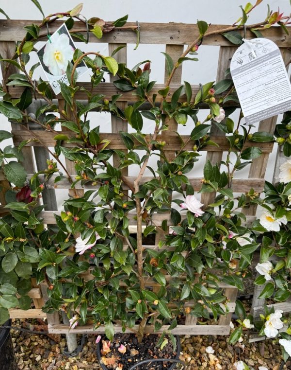 Camellia Paradise Blush Espalier