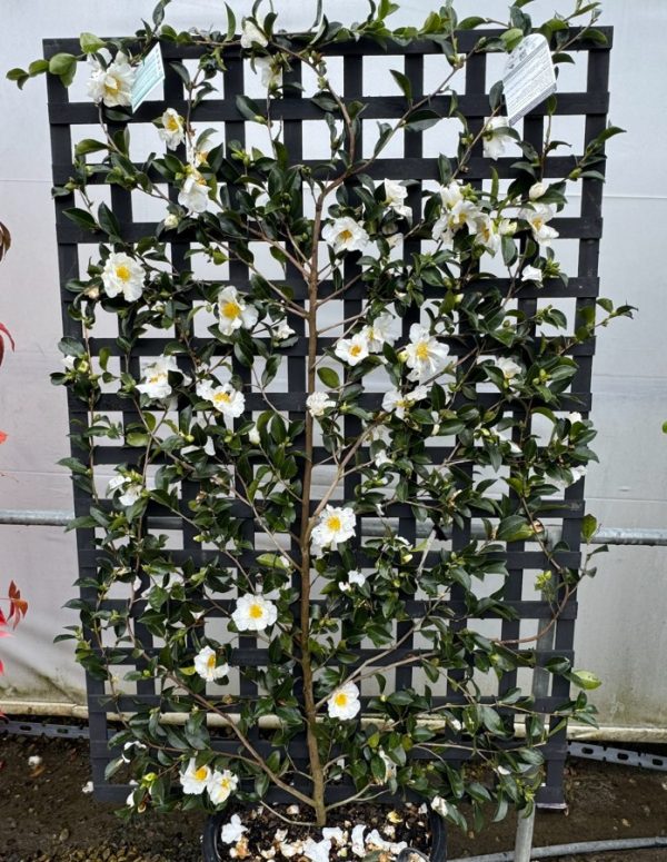 Camellia sasanqua Setsugekka Espalier 50cm Pots Size