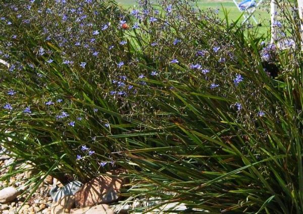 Dianella Revelation